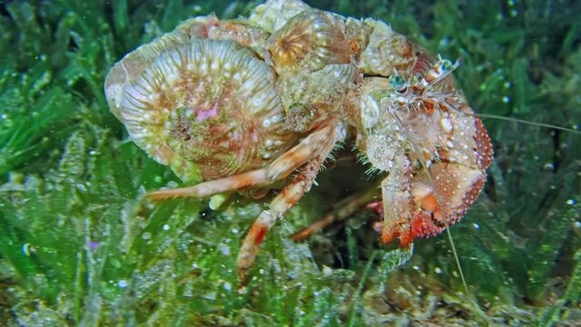Dramatic shot of a hermit crab (Paguroidea) peeking out of its coral-adorned shell, surrounded by marine flora in the Red Sea, Jordan. Macro slow motion.