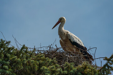 Stork nest on top of a German house roof with blue sky background