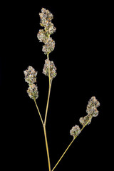 Dried and trimmed Cannabis nugs on stem