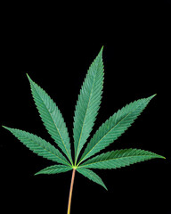 Single Cannabis Leaf