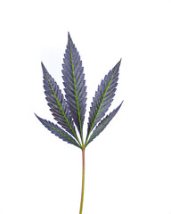 Single Cannabis Leaf