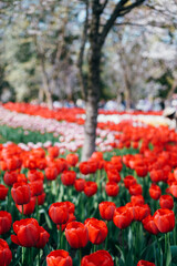 Obraz premium red tulips in the park