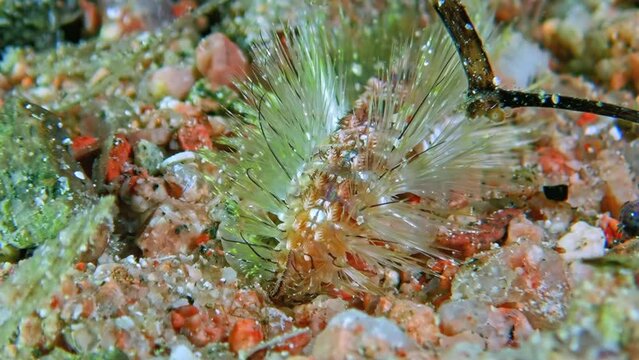 Spectacular display of Fire Worm (Chloeia flava) in Red Sea, Aqaba, Jordan, with dynamic bristles and vivid textures over pebbly seabed. Macro slow motion.