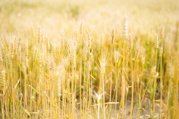 golden wheat field