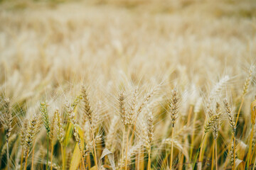 golden wheat field
