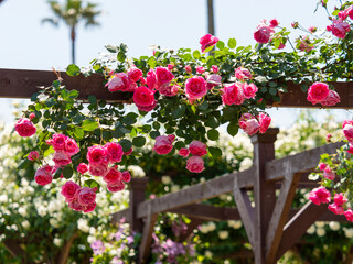 柱に絡みつく薔薇の花