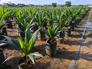 oil palm nursery in south kalimantan - indonesia