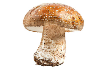 Natural Brown Mushroom Isolated on Di-Cut PNG style