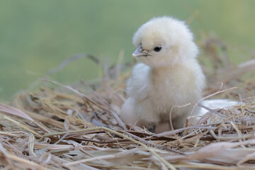 The cute and adorable appearance of a silkie chick that has just hatched from an egg. This animal...