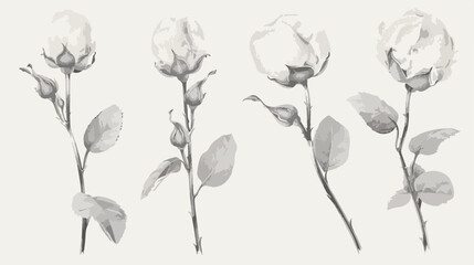 Four of raw cotton flower monochrome vector graphic illustration