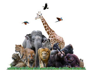 Group of safari animals together on white header with room for text on the bottom side, Group of safari animal isolated on white background