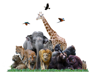Group of safari animals together on white header with room for text on the bottom side, Group of safari animal isolated on white background