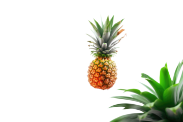 Dancing Pineapple: Natures Gravity-Defying Artistry on White or PNG Transparent Background.