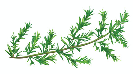 Fresh green rosemary on white background Vector illustration