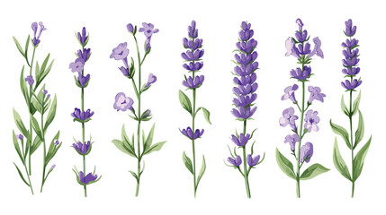 Gentle flowers of lavender. Stem leaf and purple bloom