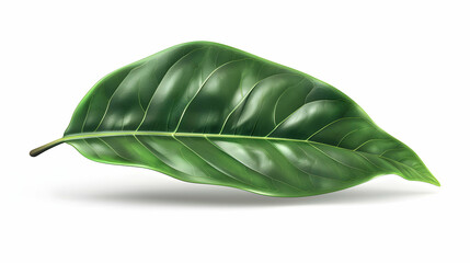 3D Flat Cartoon Magnolia Leaf Isolated on White Background   Glossy Broad Oval Shape in Deep Green Color for Garden Decorative or Educational Content