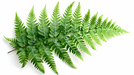 Fern Leaf Isolated on White Background: Photo Realistic Image of Delicate Fern Leaf Highlighting Intricate Fronds and Lush Green Color   Perfect for Nature, Garden, or Educational 