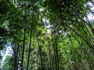 Obraz premium bamboo forest, Green bamboo nature backgrounds