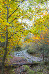 Fall or Autum in the Walgau Valley, State of Vorarlberg, Austria