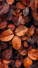 Fototapeta premium close up of foliage leaves in autumn tones