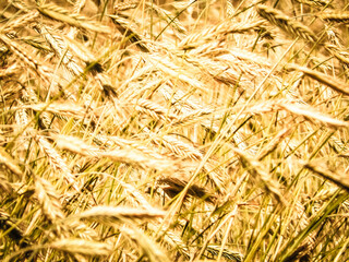 Close up of rye plants as nature background