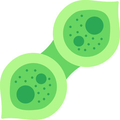 Pleurotaenium Ovatum Icon