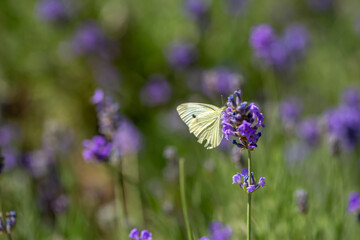 Butterflies on spring lavender flowers under sunlight. Beautiful landscape of nature with a panoramic view. Hi spring. long banner