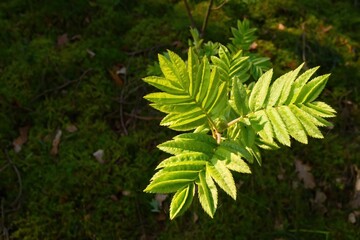 Young leaves in spring. Selective focus.