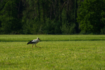 Stork at the green grass and search for food while he gentle walk along the nature