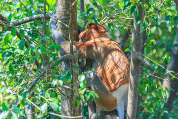 proboscis monkey or nasalis larvatus