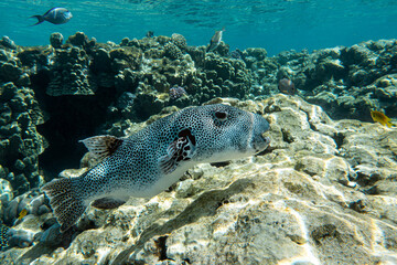 Stellate puffer - Blackspotted pufferfish (Arothron stellatus)