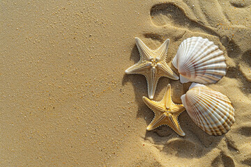 top view starfish and seashell on beach sand, the summer beach in sea water