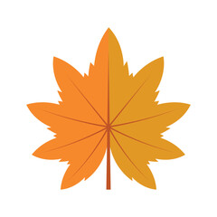 Fototapeta premium Autumn Leaf Element