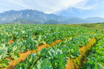 Kundasang Sabah landscape with cabbage farm and Mount Kinabalu at far background during morning.