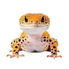 Obraz premium Leopard Gecko on Vibrant Background in Close-up Shot.