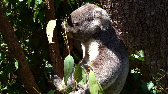 Close up shot of a cute fussy eater koala, phascolarctos cinereus spotted hanging on the tree, eating eucalyptus leaves under bright sunlight with eyes closed, an Australian native animal species.