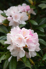 しゃくなげの花