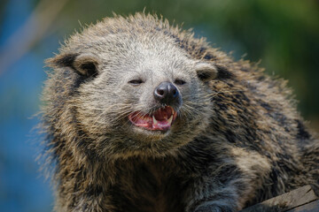 portrait of a binturong