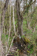 les bois de Versoix au printemps