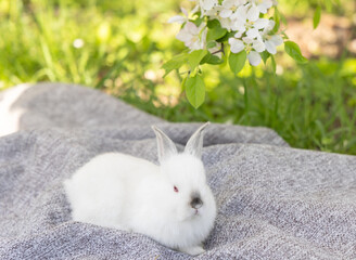 bunny cute rabbit in park on grass, blanket relaxing under blossom tree branch with small little flowers.animal smell a dandelion.sunny spring day.pet in basket in woman hand.