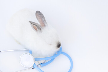 cute white rabbit bunny with stethoscope on neck isolated on white backdrop or blanket outside, on...