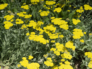Achillea mil 'Moonshine' (Yarrow) forming clumps of silver-green palmately foliage and bright...