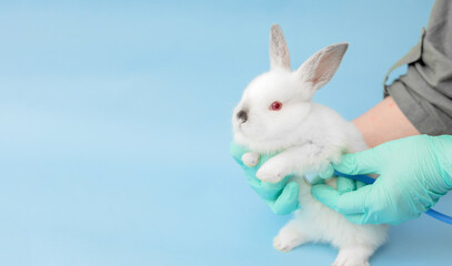 cute bunny rabbit isolated on blue, with pills,stethoscope and syringe.veterinary doctor concept.cute animal in doctor hand with surgical gloves.banner with free space for text.