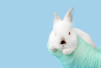cute bunny rabbit isolated on blue, with pills,stethoscope and syringe.veterinary doctor concept.cute animal in doctor hand with surgical gloves.banner with free space for text.