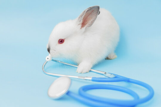 cute bunny rabbit isolated on blue, with pills,stethoscope and syringe.veterinary doctor concept.cute animal in doctor hand with surgical gloves.banner with free space for text. - Powered by Adobe
