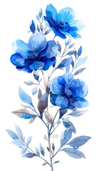 Watercolor illustration of blue anemone flowers.