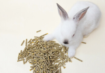 cute rabbit bunny eating special food, fiber timothy hay, fortified with vitamins and minerals....