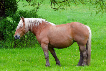 Pferde auf der Weide in der Natur 