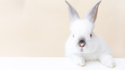 bunny rabbit with isolated with small flowers vase or outside on picnic blanket, smartphone with green screen,chroma key.animal in bed is sleeping.pet on table desk,back view.