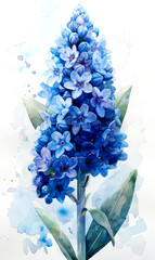 Blue hyacinth. Watercolor illustration on a white background.